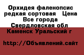 Орхидея фаленопсис редкая сортовая › Цена ­ 800 - Все города  »    . Свердловская обл.,Каменск-Уральский г.